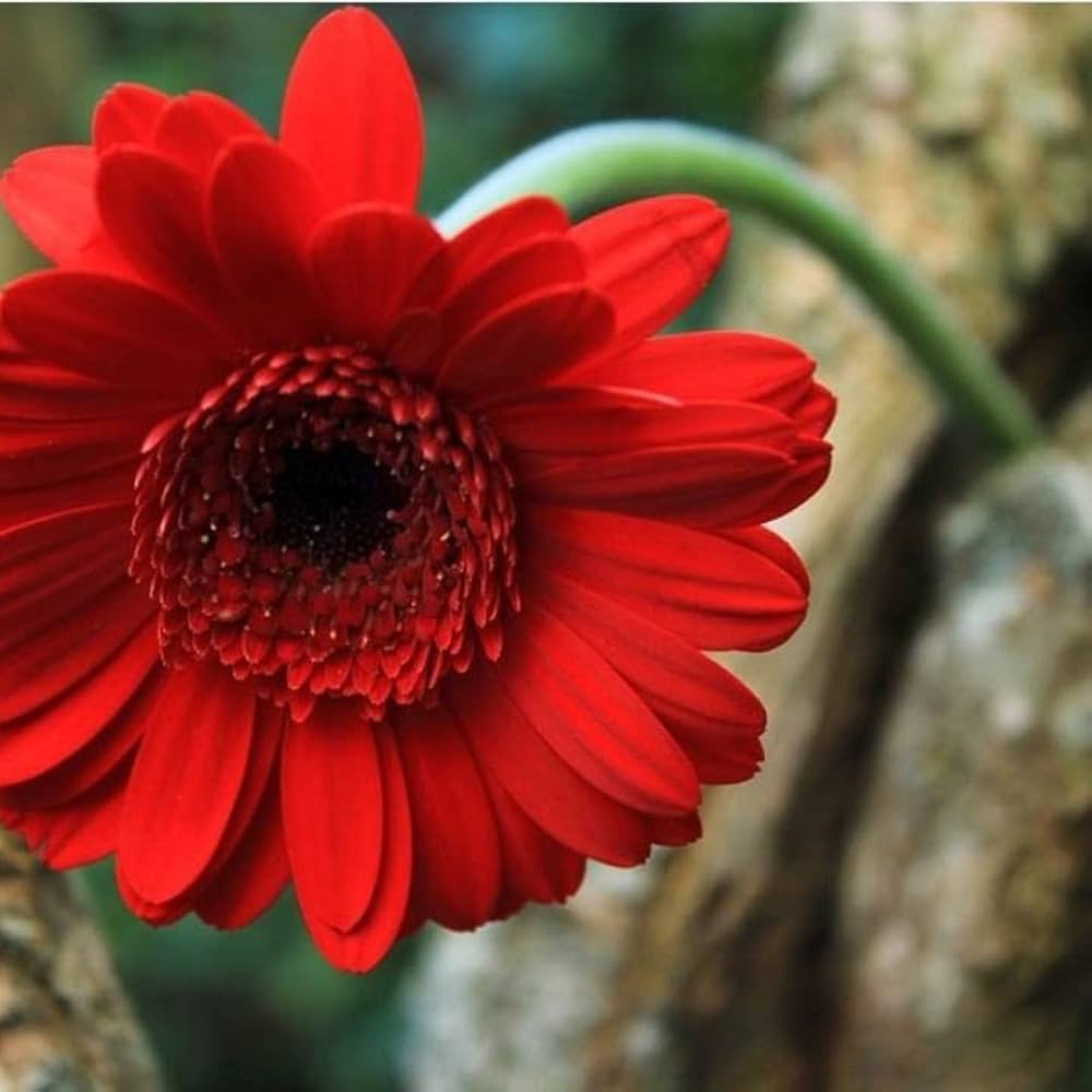 gerbera daisy flower seeds