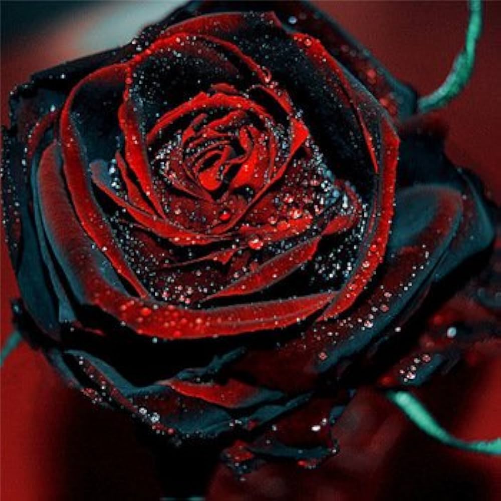 Multi-Color Rose Flower Seeds for Planting Black Red 100 pcs