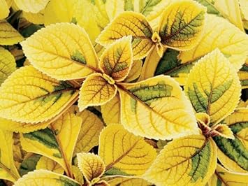yellow coleus flower seeds