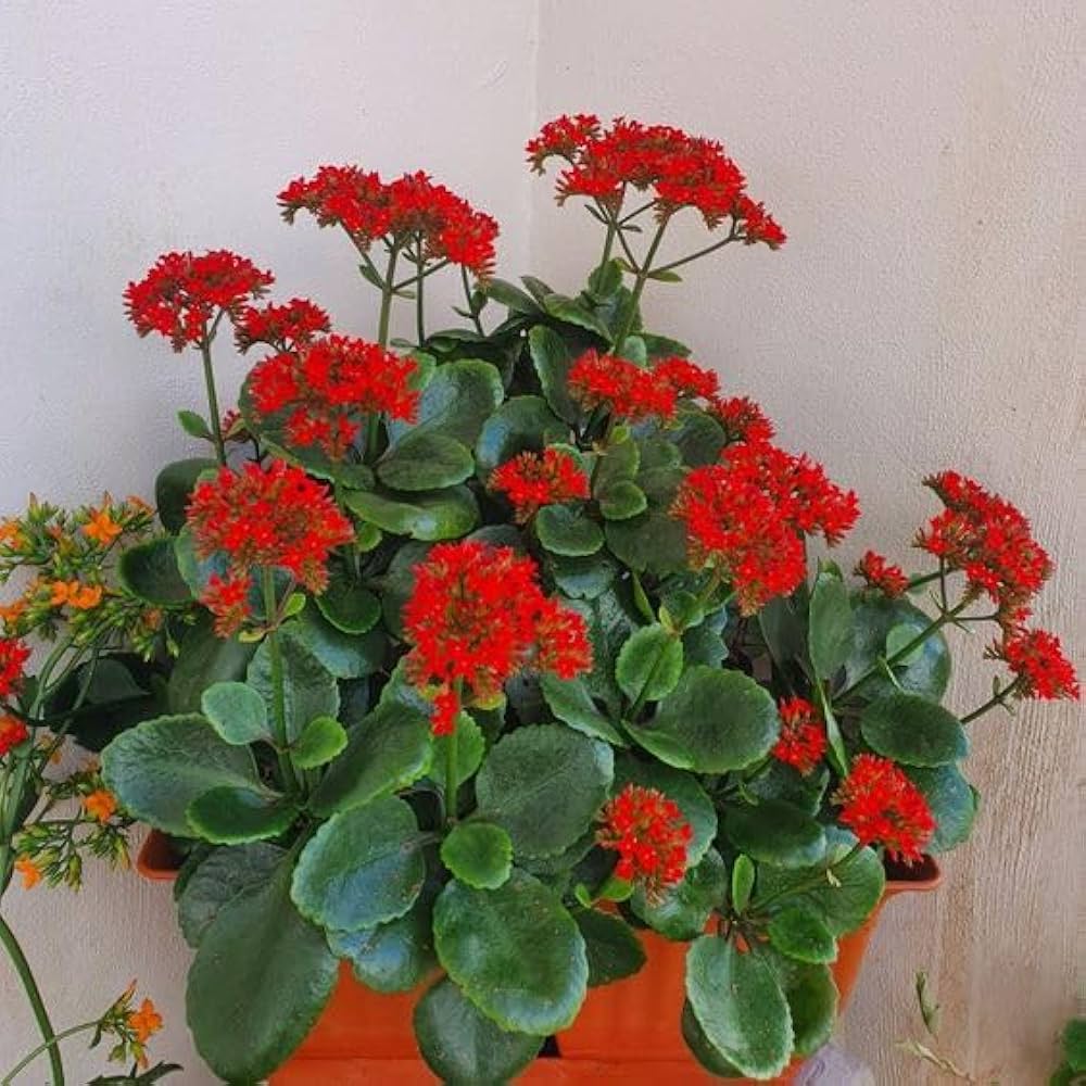 kalanchoe kalanchoe flower seeds