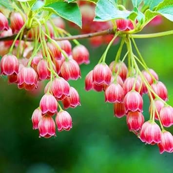 red heirloom flower seeds
