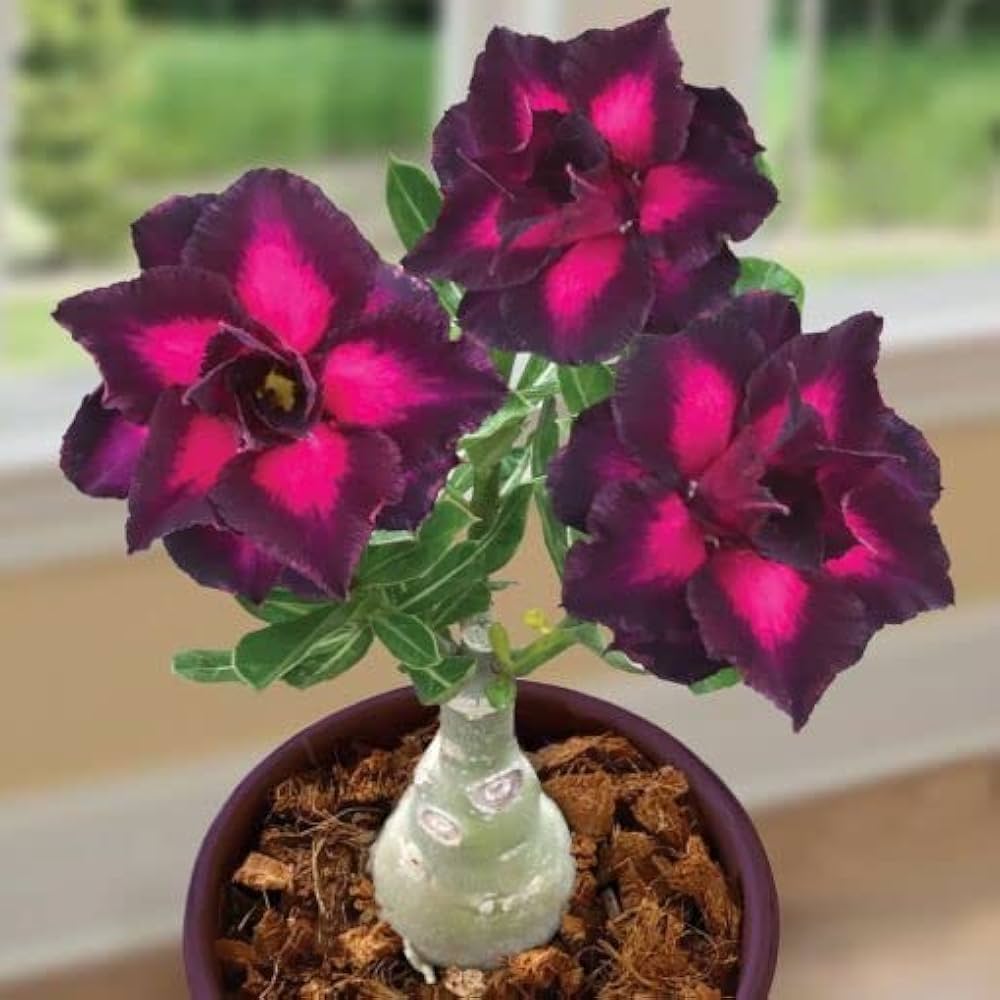 red desert flower seeds