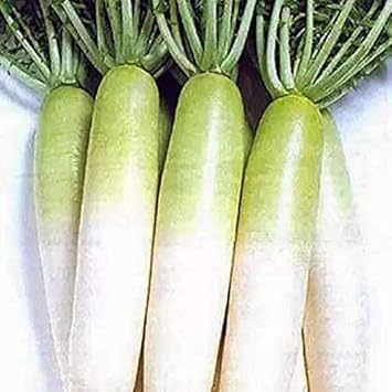 Green White Radish Seeds for Planting