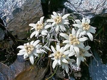 white heirloom flower seeds