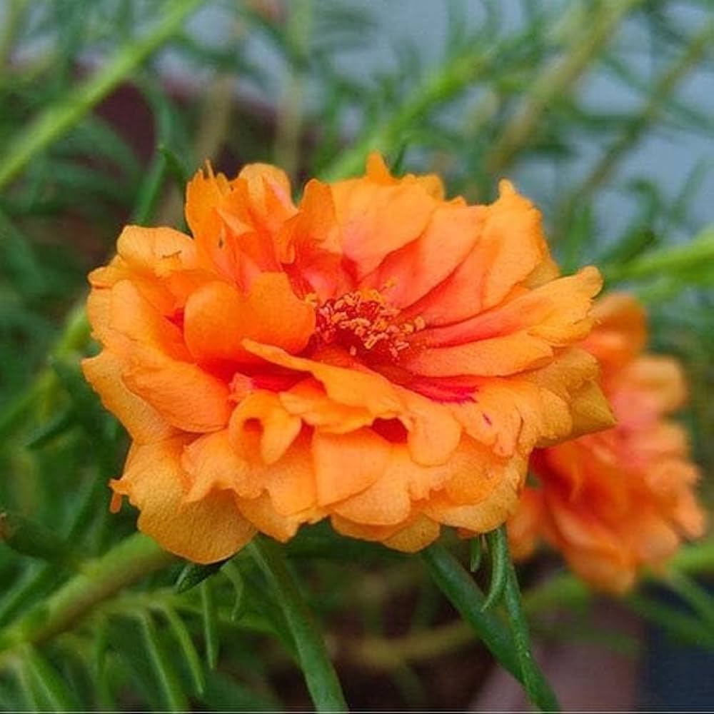orange portulaca flower seeds