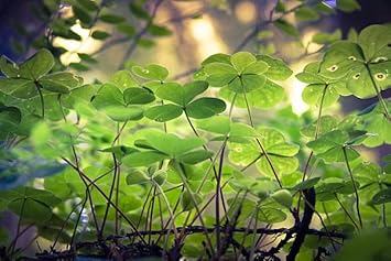 Flower Seeds, Seeds for Planting, Plant Seeds