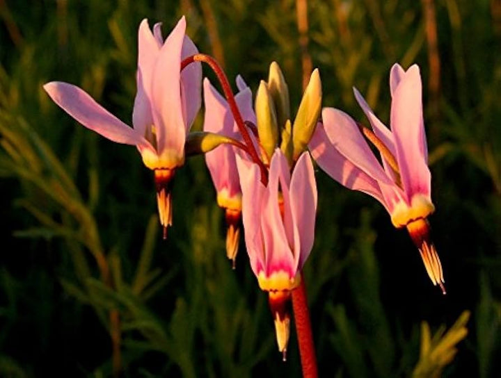 Pink Midland Shooting Blomsterfrø til udplantning, 100 stk