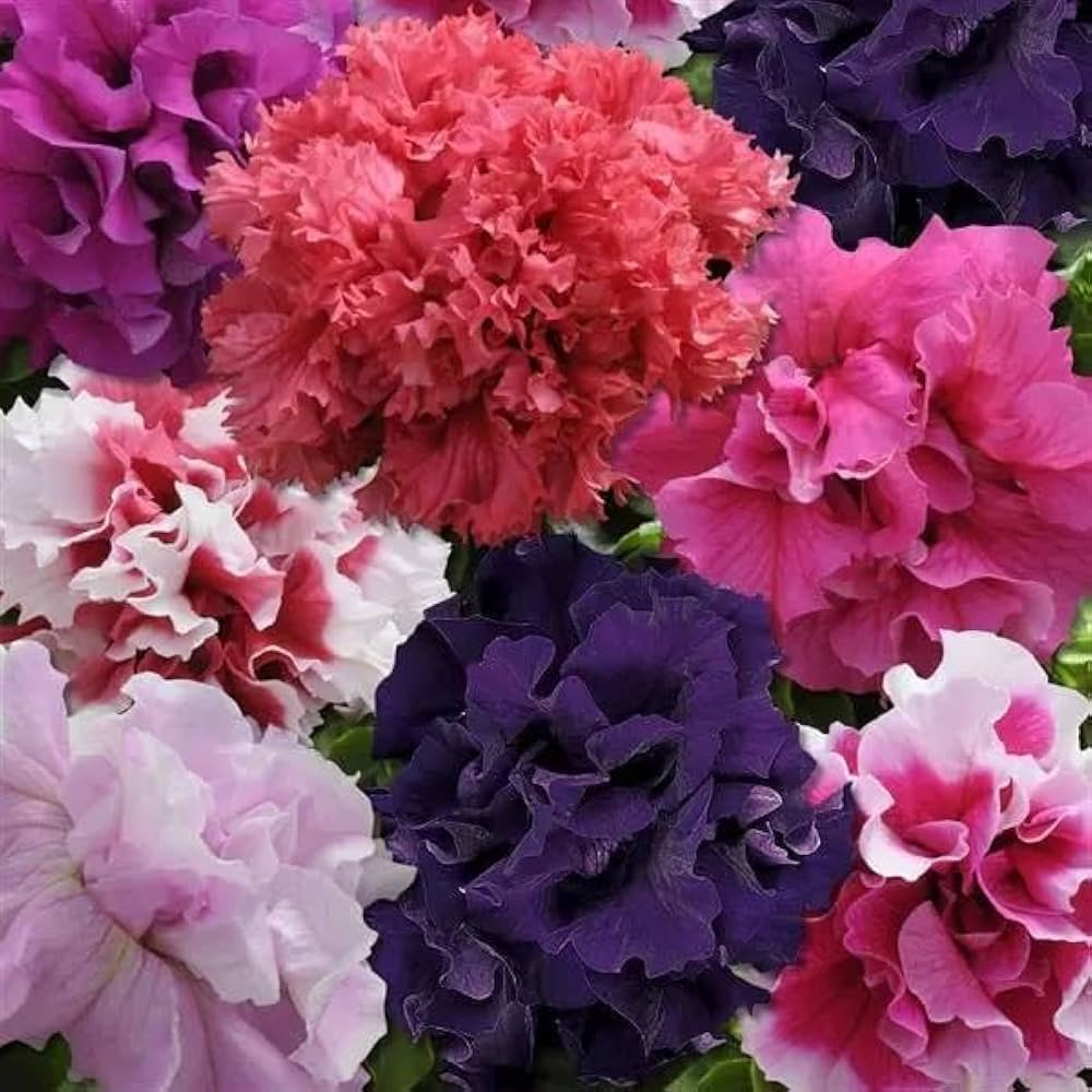 bonsai petunia flower seeds