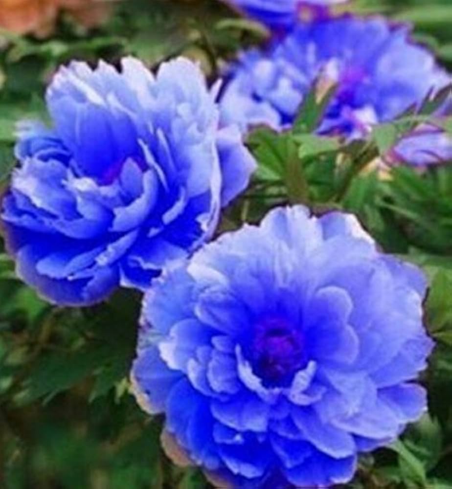 Blue Fd Chinese Peony Flower Seeds Home Garden Planting, Vibrant Organic Blooming Collection