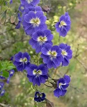 blue nasturtium flower seeds