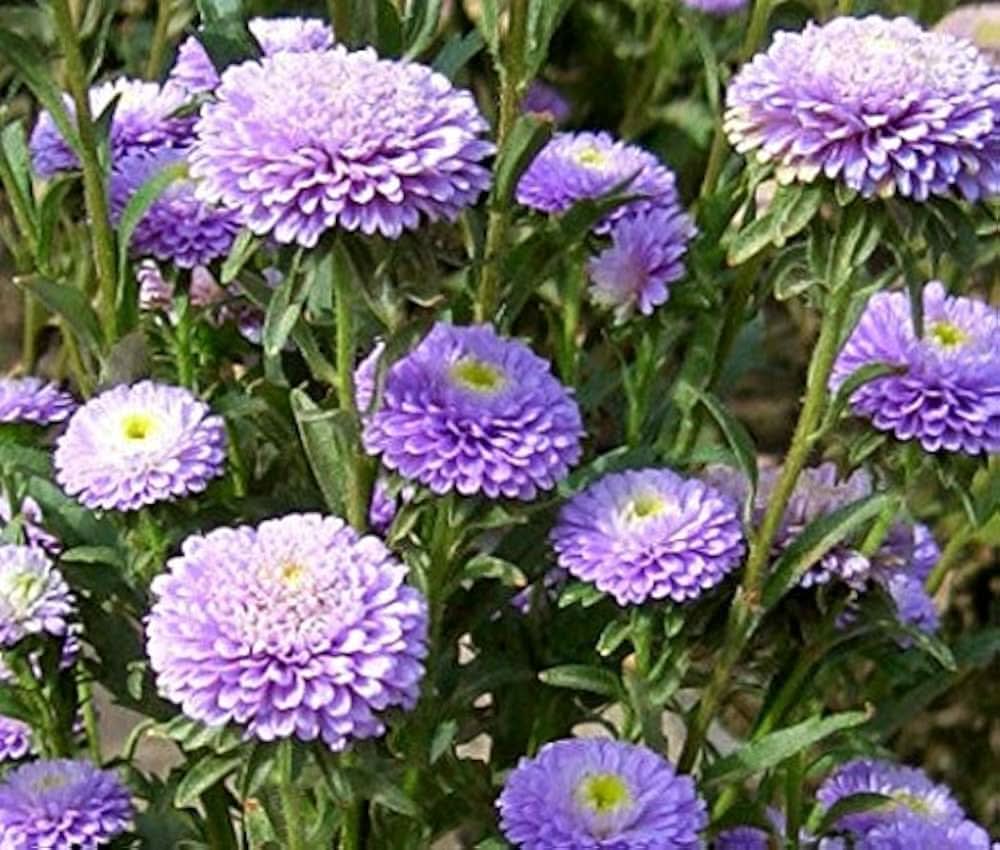 blue aster flower seeds