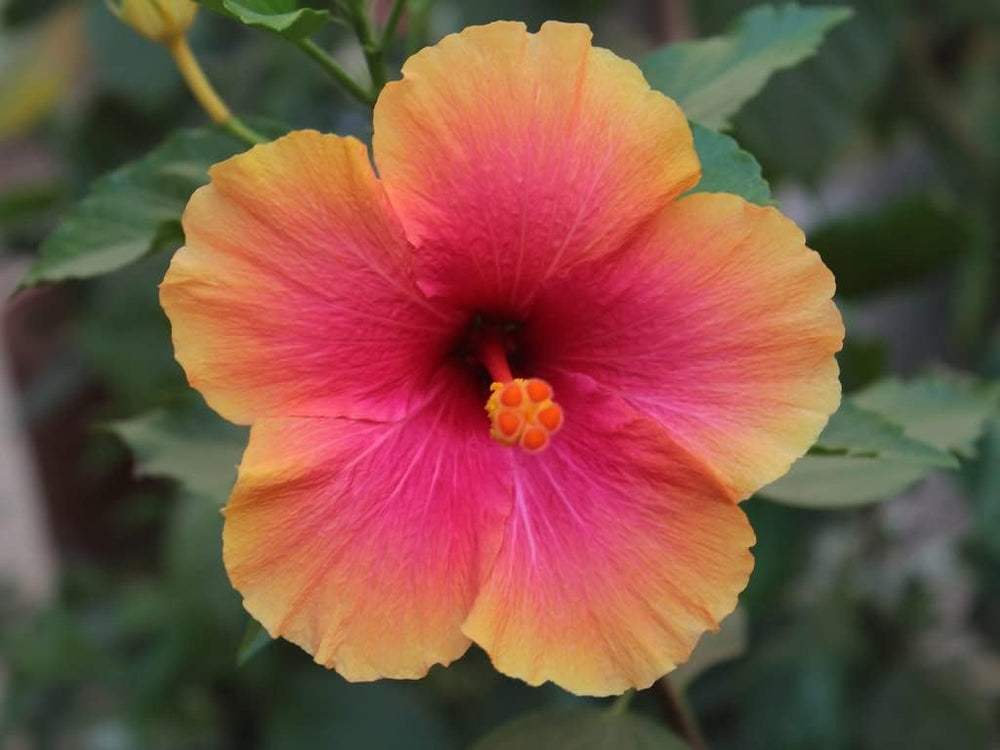 Flower Seeds, Seeds for Planting, Plant Seeds