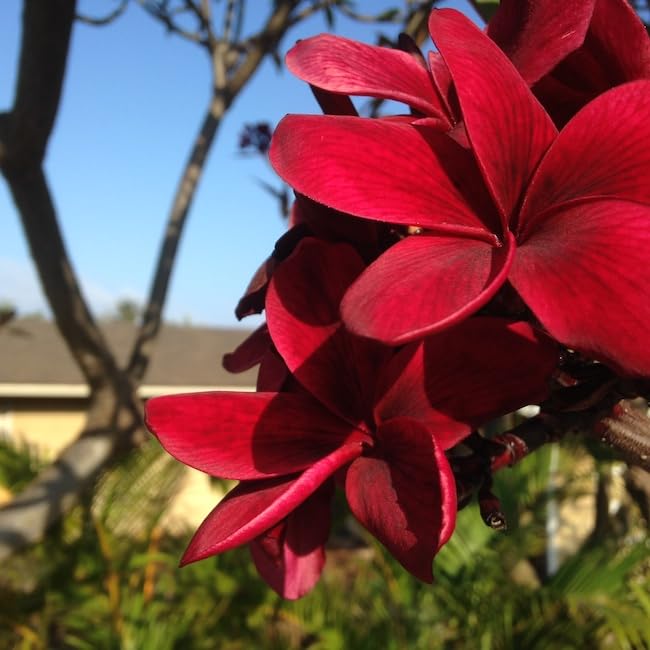 Heirloom Non-GMO Maroon Frangipani Flower Seeds for Planting – Exotic Fragrant Blooms Organic Garden Seeds