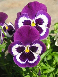 pansy flower flower seeds
