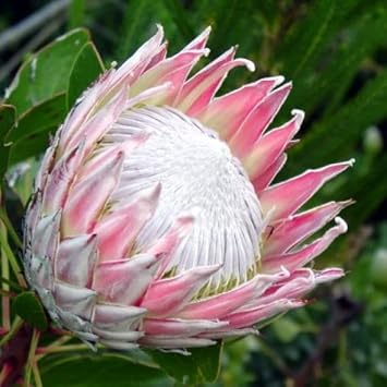 Flower Seeds, Seeds for Planting, Plant Seeds
