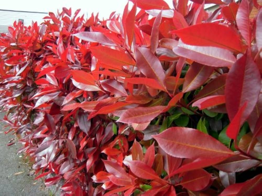 Photinia Fraseri Red Tip Flower Seeds for Planting 100 pcs