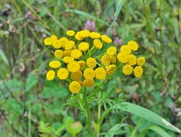 costmary flower flower seeds