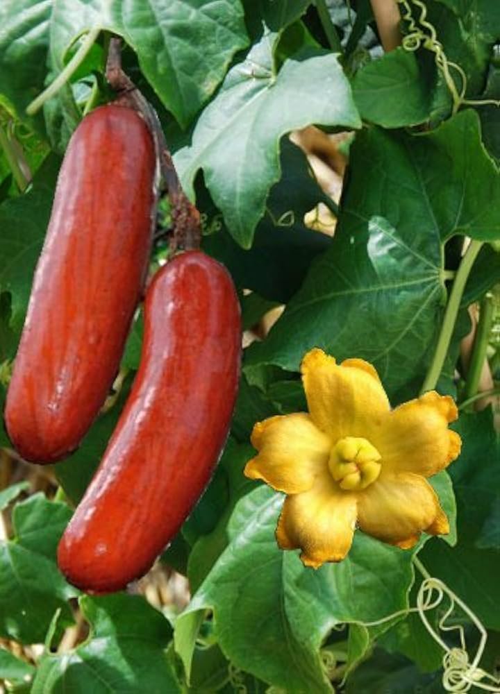 Cassabanana Sicana Odorifera Seeds for Planting – Heirloom, Non-GMO High Germination Vegetable Seeds