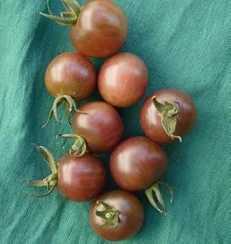 Dark Green Tomato Seeds for Planting
