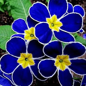 blue primrose flower seeds