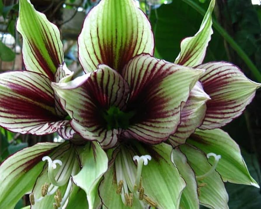 Hippeastrum Rutilum Flower Seeds for Planting - 100 pcs