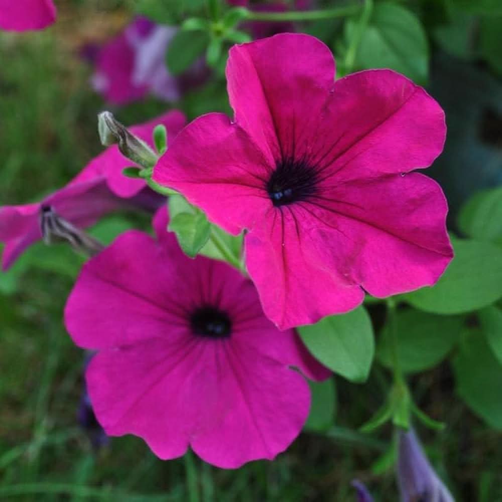 tidal wave flower seeds