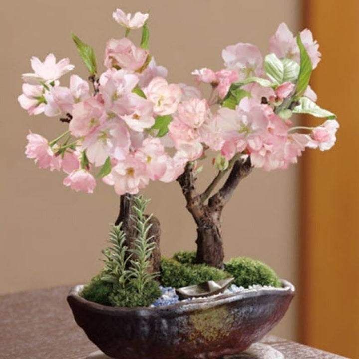 Pink White Simsii Bonsai Flower Seeds – Heirloom Non-GMO High Germination Organic Garden Seeds for Planting