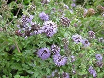 purple pulegium flower seeds