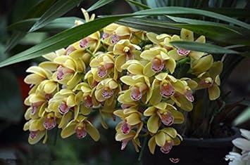 cream cymbidium flower seeds