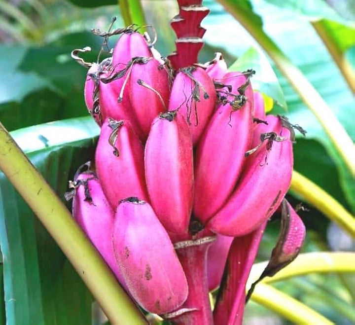 Pink Banana Fruit Seeds for Planting - Unique, Rare Variety for Garden Enthusiasts