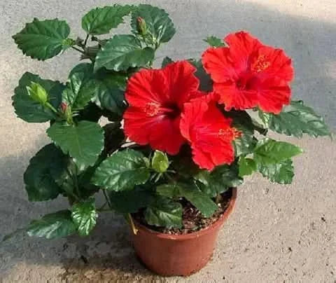 red hibiscus flower seeds