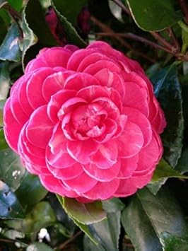 Flower Seeds, Seeds for Planting, Plant Seeds