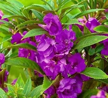 Flower Seeds, Seeds for Planting, Plant Seeds