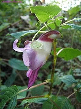 organic parrot flower seeds