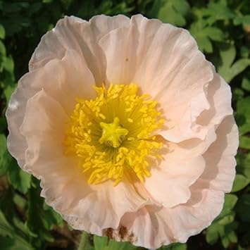 pink pale flower seeds