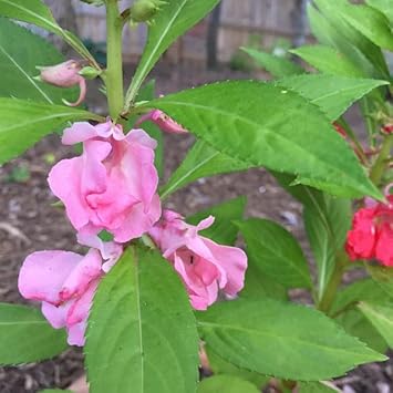 Flower Seeds, Seeds for Planting, Plant Seeds