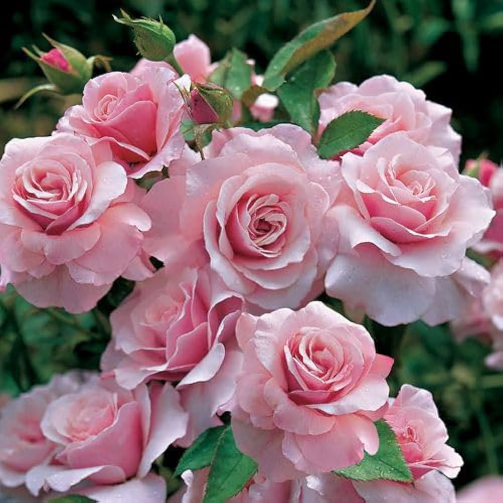 Baby Pink Rose Blomsterfrø til udplantning - 50 stk