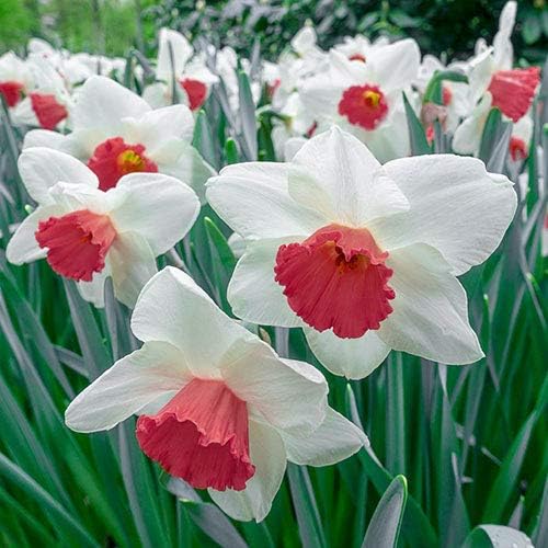 Burgundy White Daffodil Flower Seeds for Planting – Heirloom, Non-GMO, High Germination Spring Garden Seeds