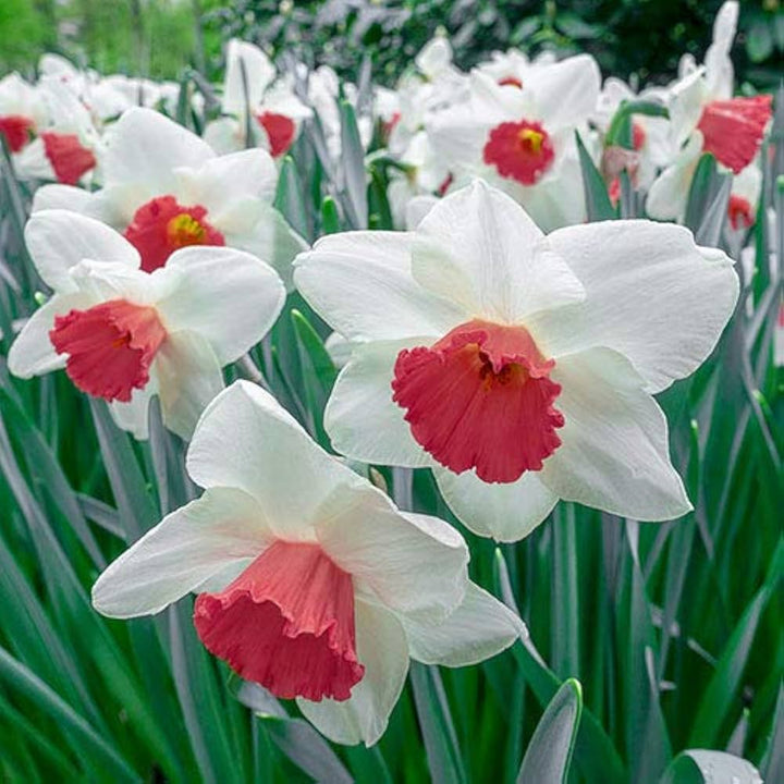 Red Narcissus Flower Seeds 100 pcs