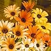 african daisy flower seeds