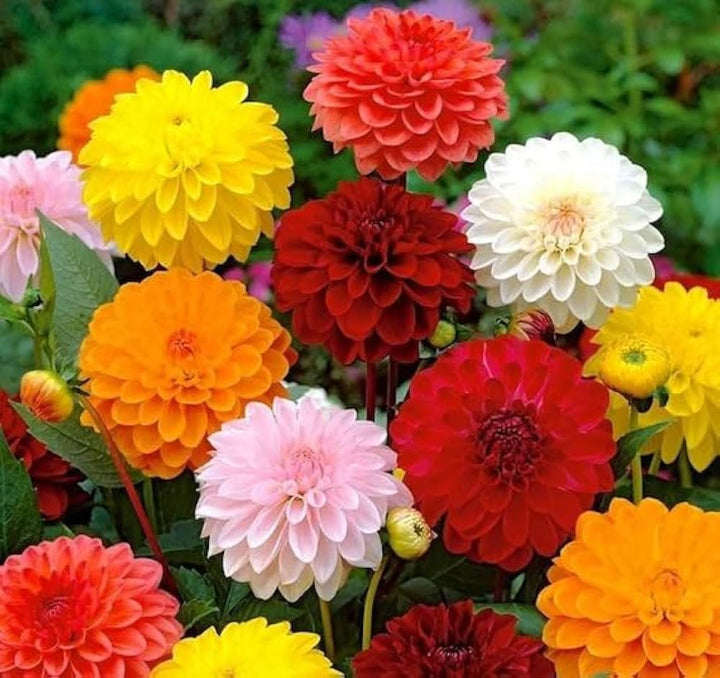 Mix Dahlia Fantasy Flower Seeds for Planting, 100 pcs