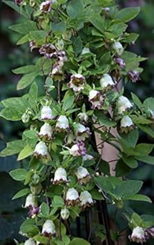 green purple flower seeds