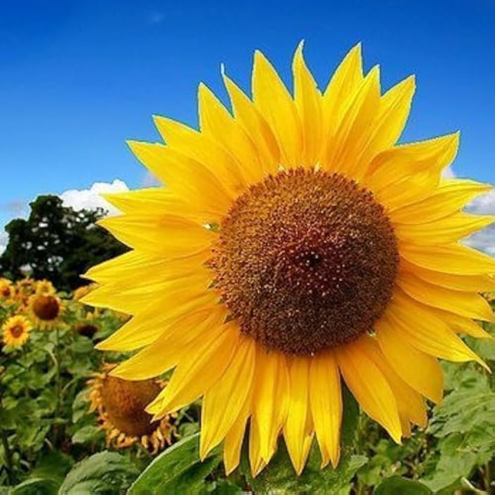 giant flower flower seeds