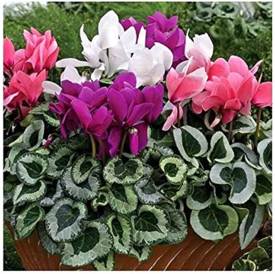 cyclamen cyclamen flower seeds
