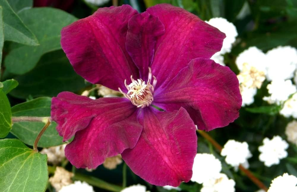 Flower Seeds, Seeds for Planting, Plant Seeds