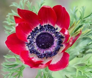 Flower Seeds, Seeds for Planting, Plant Seeds