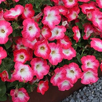 Flower Seeds, Seeds for Planting, Plant Seeds