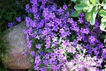 Lavender Rock Cress Seeds for Planting