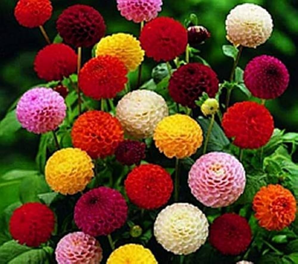 dahlia dahlia flower seeds