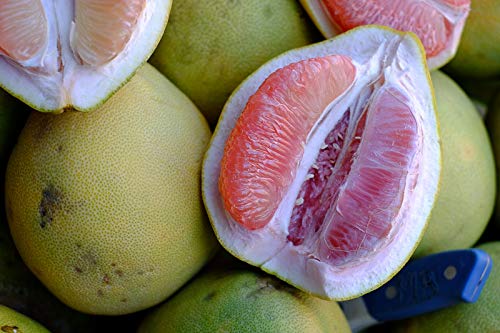 100pcs Davao Pomelo Fruit Seeds - Unique Citrus Fruit for Home Gardens  100 pcs